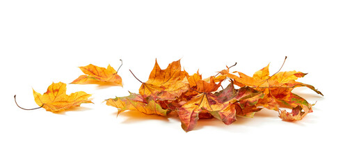 Autumn yellow and orange leafs