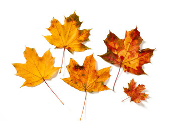 Collection of beautiful colorful autumn leaves isolated on white background