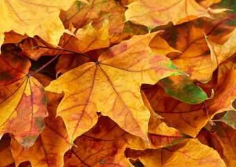 Dry leafs pile close up