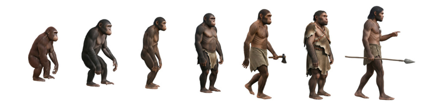 depiction of human evolution, artistic timeline of early human ancestors from Sahelanthropus tchadensis to Homo sapiens, detailed prehistoric scientific illustration