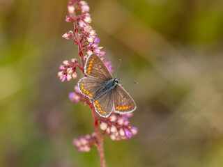 Brown Argus Butterfly on Heather Flower