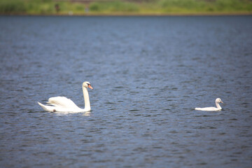 	湖を泳ぐ白鳥