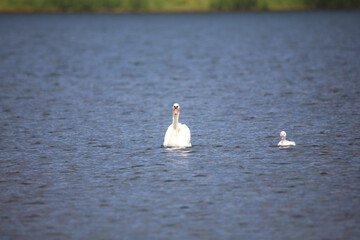	湖を泳ぐ白鳥