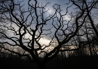 Obraz premium Silhouette of Leafless Tree Branches Against Moody Sky at Twilight