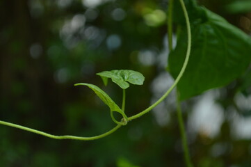 Close-up of green leaves in natural sunlight