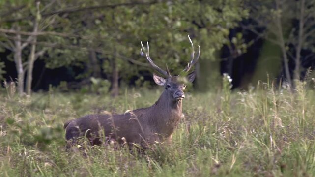 Jeleń szlachetny (Cervus elaphus)