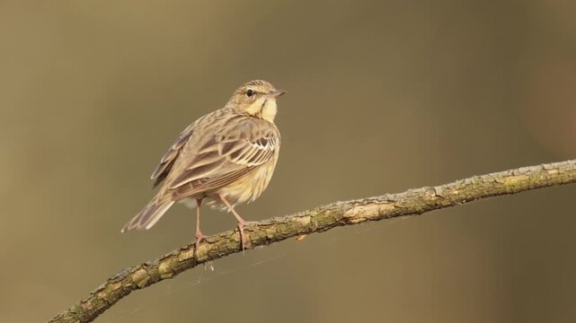 Świergotek drzewny[4] (Anthus trivialis)