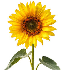 Fototapeta premium sunflower, dicut, PNG file, isolated on background.