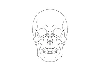 Vector art of human skull illustration for anatomy concepts