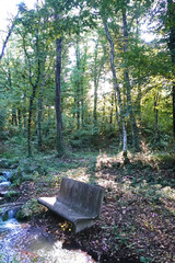 Panca Solitaria in Cemento accanto al Ruscello in una Foresta Illuminata dal Sole 4456