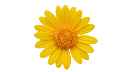 Golden Bloom: A close-up view of a vibrant yellow daisy, its petals radiating outwards from a warm, golden center, evoking feelings of freshness and vitality.
