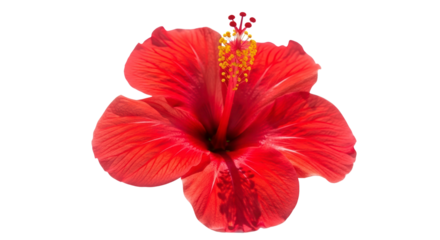 Hibiscus Bloom: A close-up showcases a vibrant red hibiscus flower, revealing intricate details of its petals and delicate stamens. This image captures the raw beauty of a single perfect bloom.