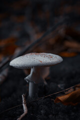 Moody Mushroom in Forest