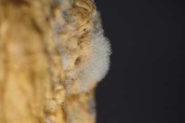 Close-up of a moldy walnut in its shell, showing signs of microbial decay. Visual concept for themes of poor quality, danger, or health risks in food.