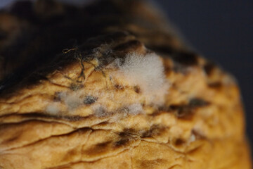 Close-up of a moldy walnut in its shell, showing signs of microbial decay. Visual concept for themes of poor quality, danger, or health risks in food.