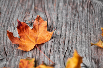 Beautiful orange autumn leaf on wood