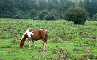 Fototapeta premium Cavallo Pezzato al Pascolo in un Prato Verde e Boscoso al Pascolo 4666