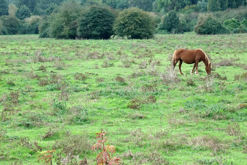 Cavallo Marrone al Pascolo Solitario in un Grande Prato Verde 4667