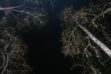 A stunning upward view of a forest canopy illuminated at night, with green leaves and tall trees framing a clear, star-filled sky above.