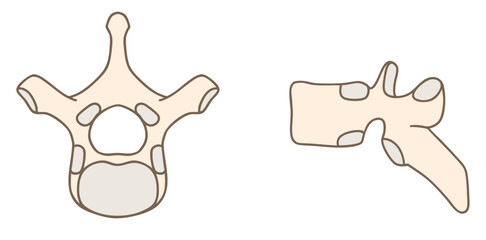 第6胸椎の解剖学、上面図と側面図