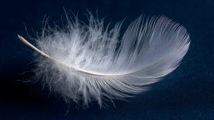 Naklejka premium Delicate white feather floats gracefully on a dark blue background.