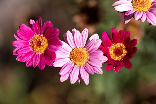 Close-up of vivid pink and magenta daisy-like flowers with yellow centers, softly blurred garden background&mdash;ideal for spring, floral, and design visuals.