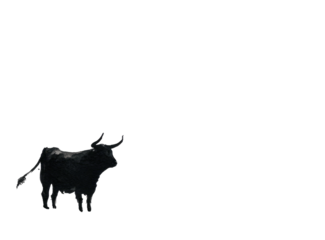 A black bull stands alone in a dark space with its head turned slightly to the side