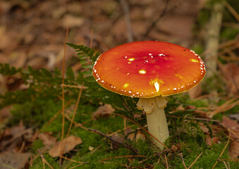 red mushroom in the forest