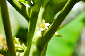 Fototapeta premium papaya tree , Carica papaya L or Papaya or Melan Tree or Paw Paw or CARICACEAE or papaya flower