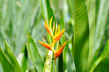 Heliconia psittacorum or Bird of paradise, Strelitzia reginae or Sterliziaceae flower or Heliconia flower or yellow flower