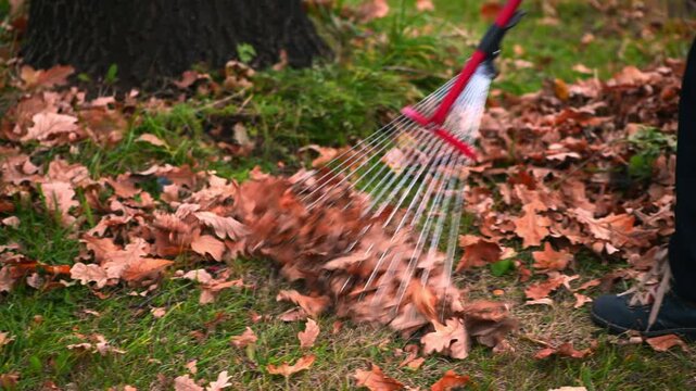 Person actively raking a large pile of dry, fallen oak leaves from a vibrant green lawn during the autumn season, showcasing seasonal yard work and clean up
