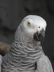Close-up African Grey Parrot, a species known for its intelligence and remarkable ability to mimic human speech.