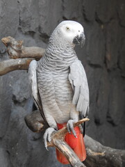 Fototapeta premium African Grey Parrot, a species known for its intelligence and remarkable ability to mimic human speech.