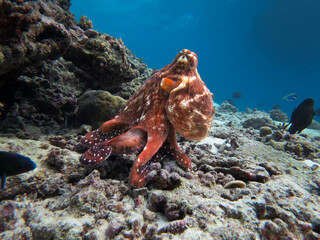 playful octopus close-up on a coral reef Kuda Giri in Maldives © Ute
