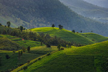 green terraced hills illuminated by soft sunlight in the rural highlands of northern thailand, layers of forested mountains fading into the distance under a calm afternoon sky in countryside.