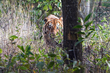 Tiger Stalking Through Dense Underbrush in a Forest Landscape Hidden Behind Trees at Dawn