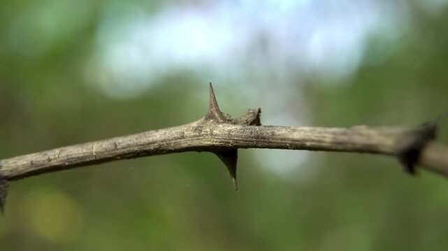Close-up of sharp Black Locust (Robinia pseudoacacia) spines, a morphological illustration of plant defense mechanisms for botany and ecology.