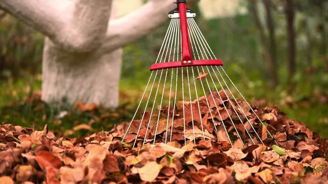 Red gardening rake gathering a pile of dry brown leaves on green grass, depicting seasonal yard work and fall cleanup activities in an outdoor setting