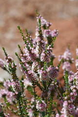 Pink Feather flowers of the Western Australian native Verticordia chrysostachys, family Myrtaceae. Endemic to Geraldton and Kalbarri region.