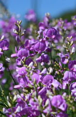 Pink flowers of the Australian native Darling Pea Swainsona greyana, family Fabaceae. Endemic to banks and floodplains of Murray and Darling Rivers, Southeastern Australia. Contains toxic alkaloid 