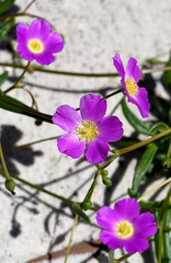 Pink flowers of the widespread arid Broadleaf Parakeelya, Calandrinia balonensis, family Portulacaceae. Roots and leaves used as food by aboriginals
