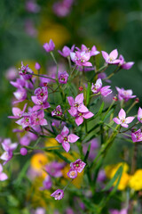 Pink flowers of the Western Australian native Boronia denticulata, family Rutaceae. Endemic to floodplain, swamps, jarrah forest around Albany and Esperance in WA