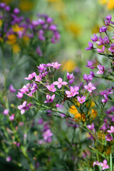 Pink flowers of the Western Australian native Boronia denticulata, family Rutaceae. Endemic to floodplain, swamps, jarrah forest around Albany and Esperance in WA