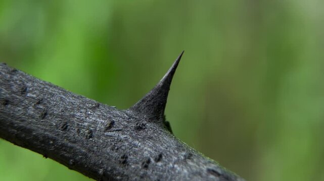 Profile of a sharp Black Locust (Robinia pseudoacacia) spine, illustrating herbivory adaptation for ecological presentations, close-up.