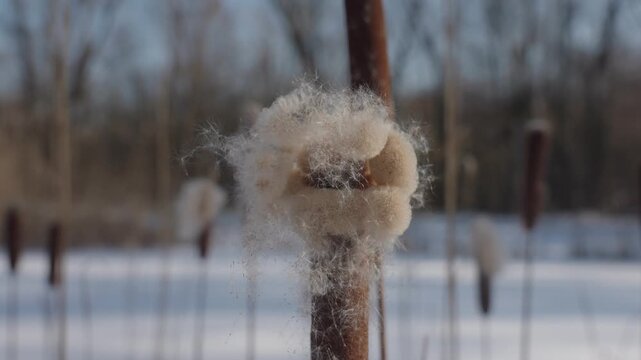 Adult cattails reed plants disperse seeds by the frozen lake shore on a sunny winter day