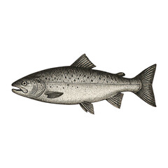 PNG Vintage fish illustration art