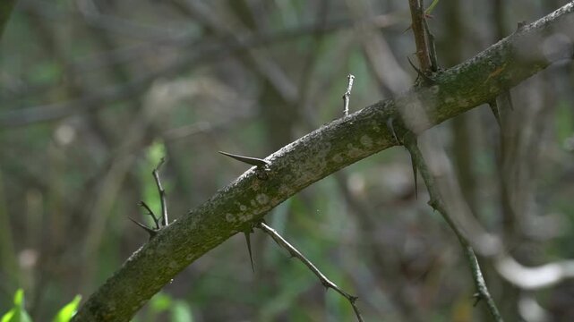 Spines of Robinia pseudoacacia: Profile of a sharp Black Locust, branch with multiple spines, wide shot.