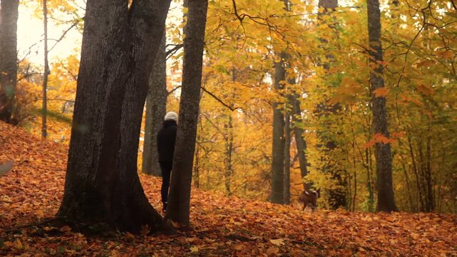 autumn in the park
