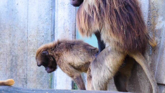 Close up of  baboon monkyes mating on a cold day in autumn