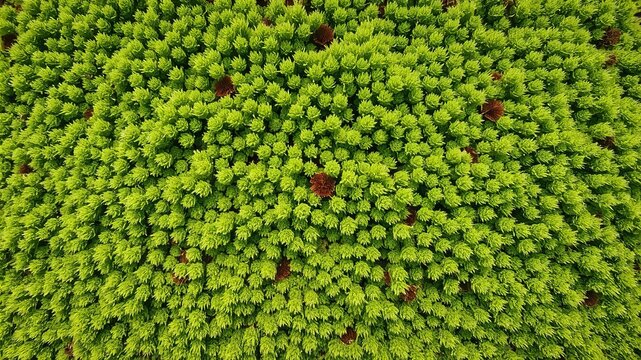 A verdant aerial view showcases dense green tree canopy with scattered reddish-brown dead foliage, creating a textured natural background from above view point.
